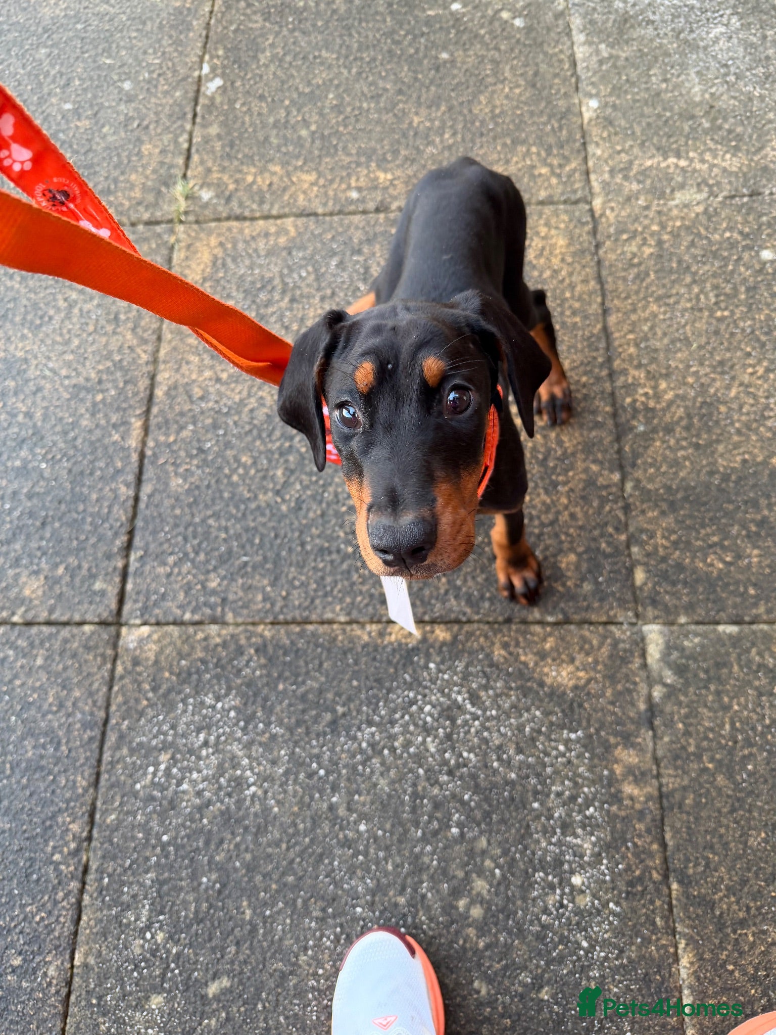 Dobermann dogs Doberman puppy - Advert 1