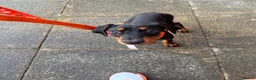 Dobermann dogs for sale: Doberman puppy - Advert 2