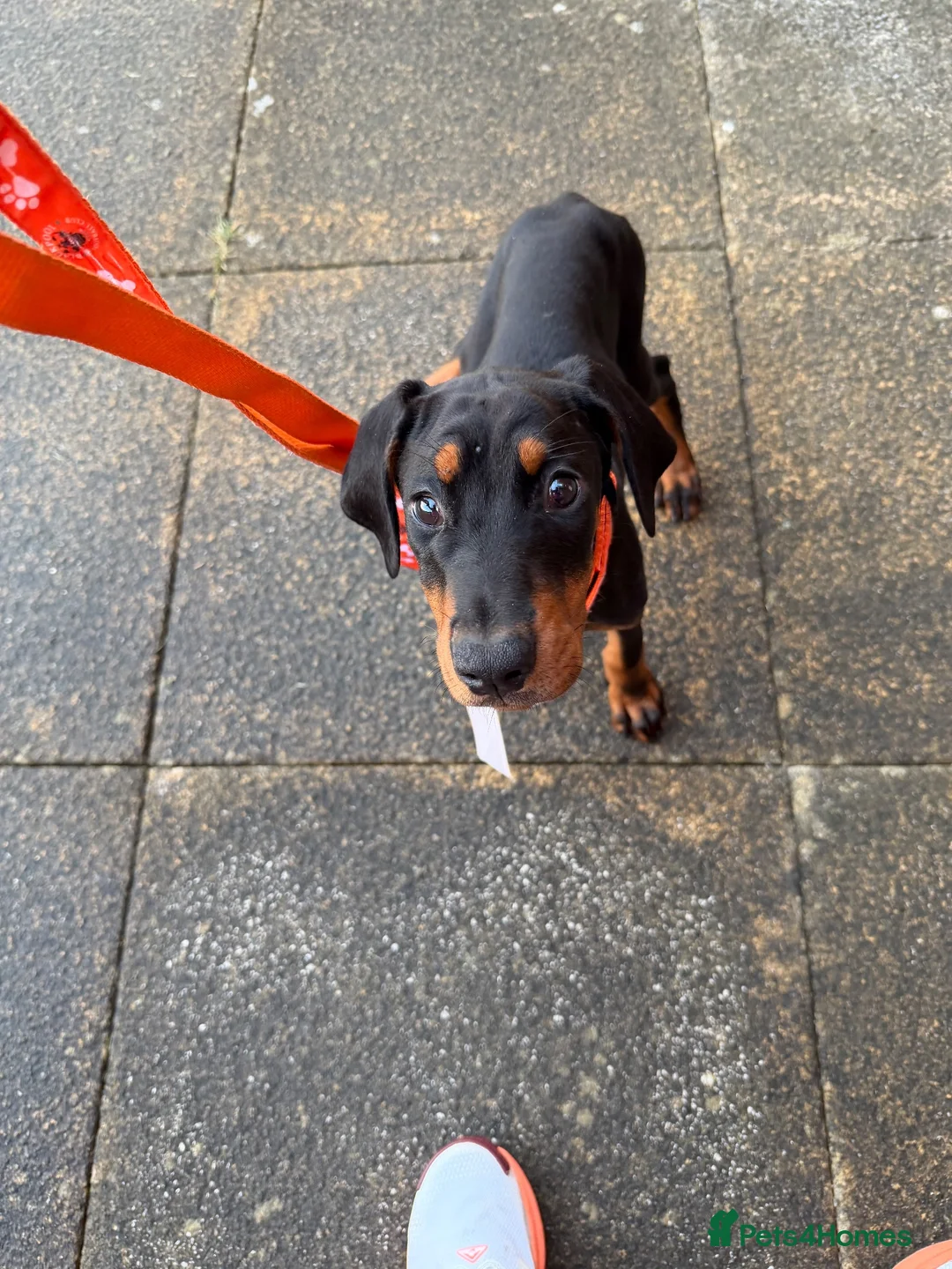 Dobermann dogs for sale: Doberman puppy - Advert 2