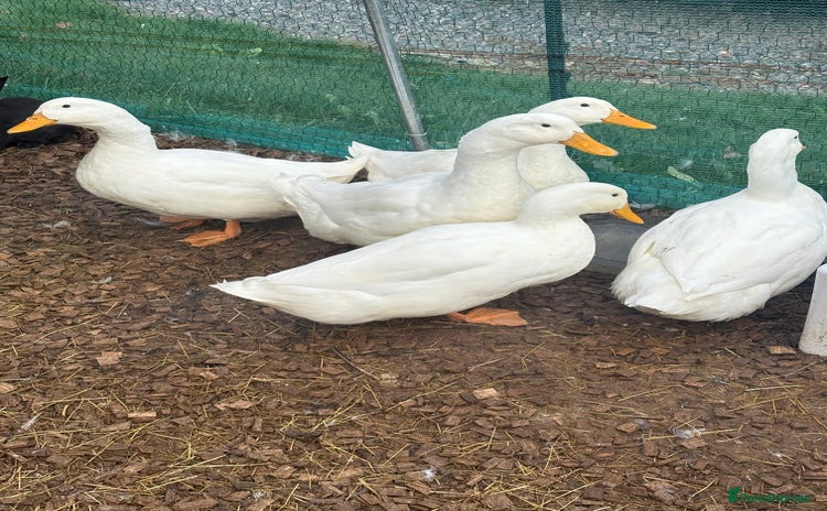 Ducks poultry - Advert 2