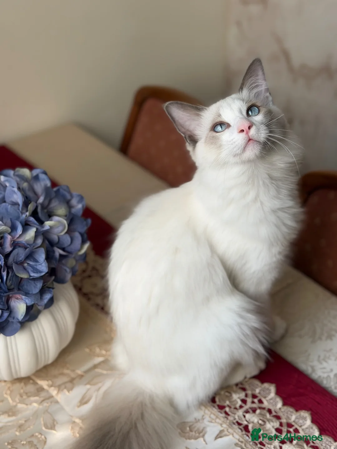 Ragdoll cats for sale: Ragdoll Male Kitten in Stoke-on-Trent - Advert 2