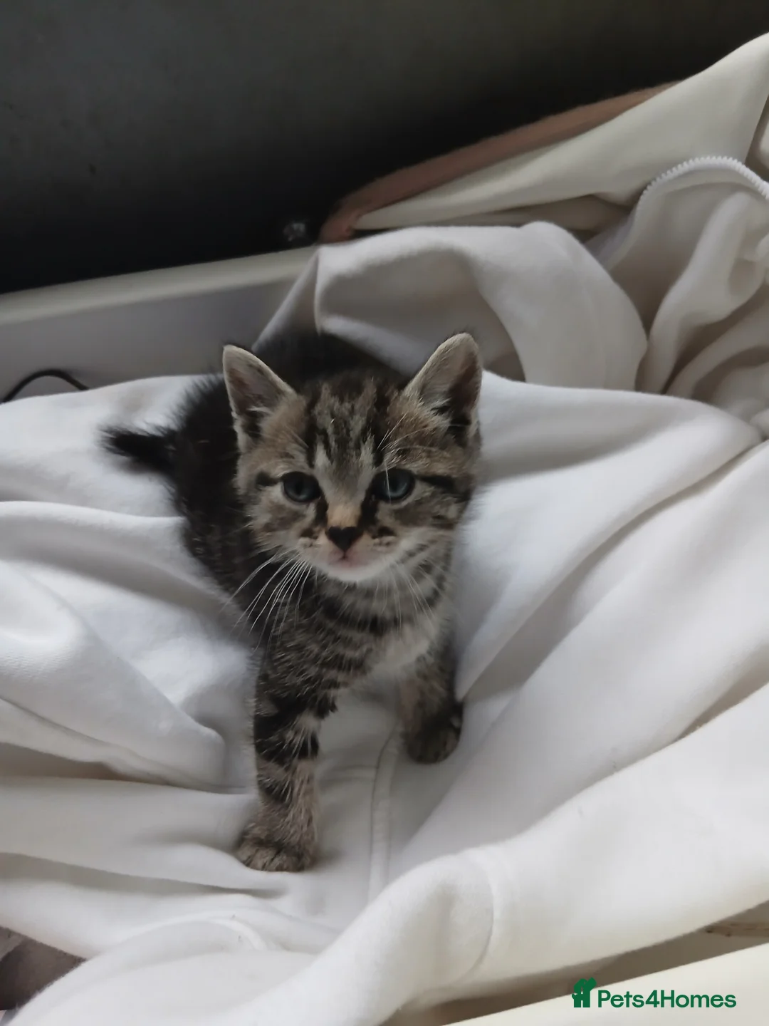Mixed Breed cats for sale: Kittens for sale  in Batley - Advert 2