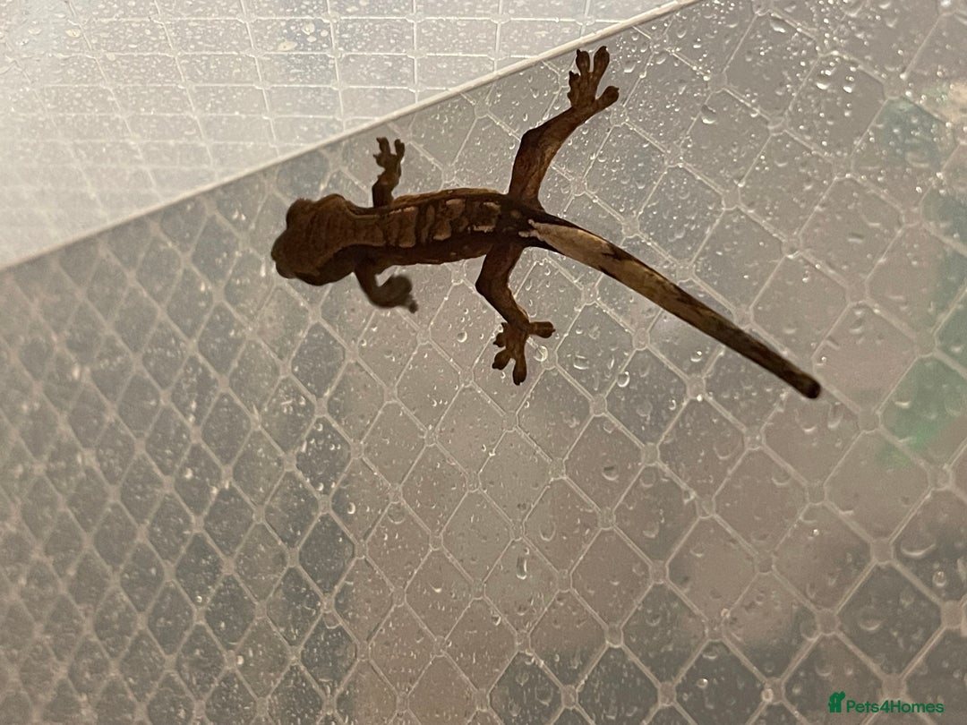Gecko reptiles for sale: Crested gecko hatchlings  - Advert 2