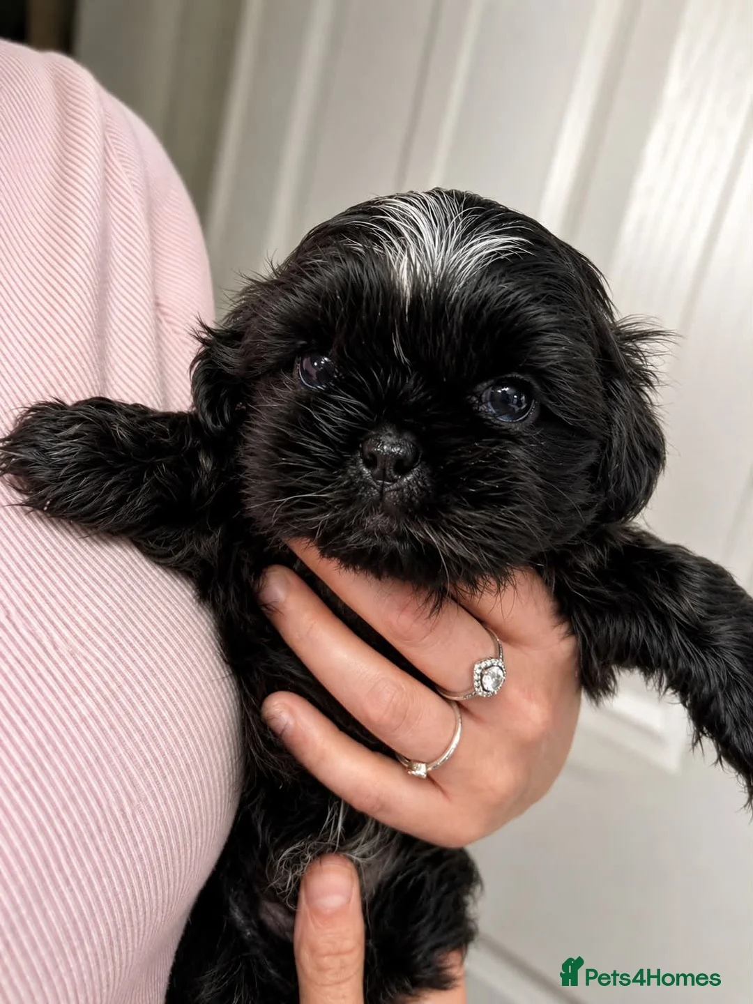 Shih Tzu dogs for sale: Beautiful pure Shih Tzu puppies  - Advert 1