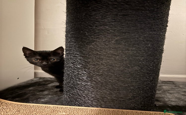 Siamese cats - Advert 2