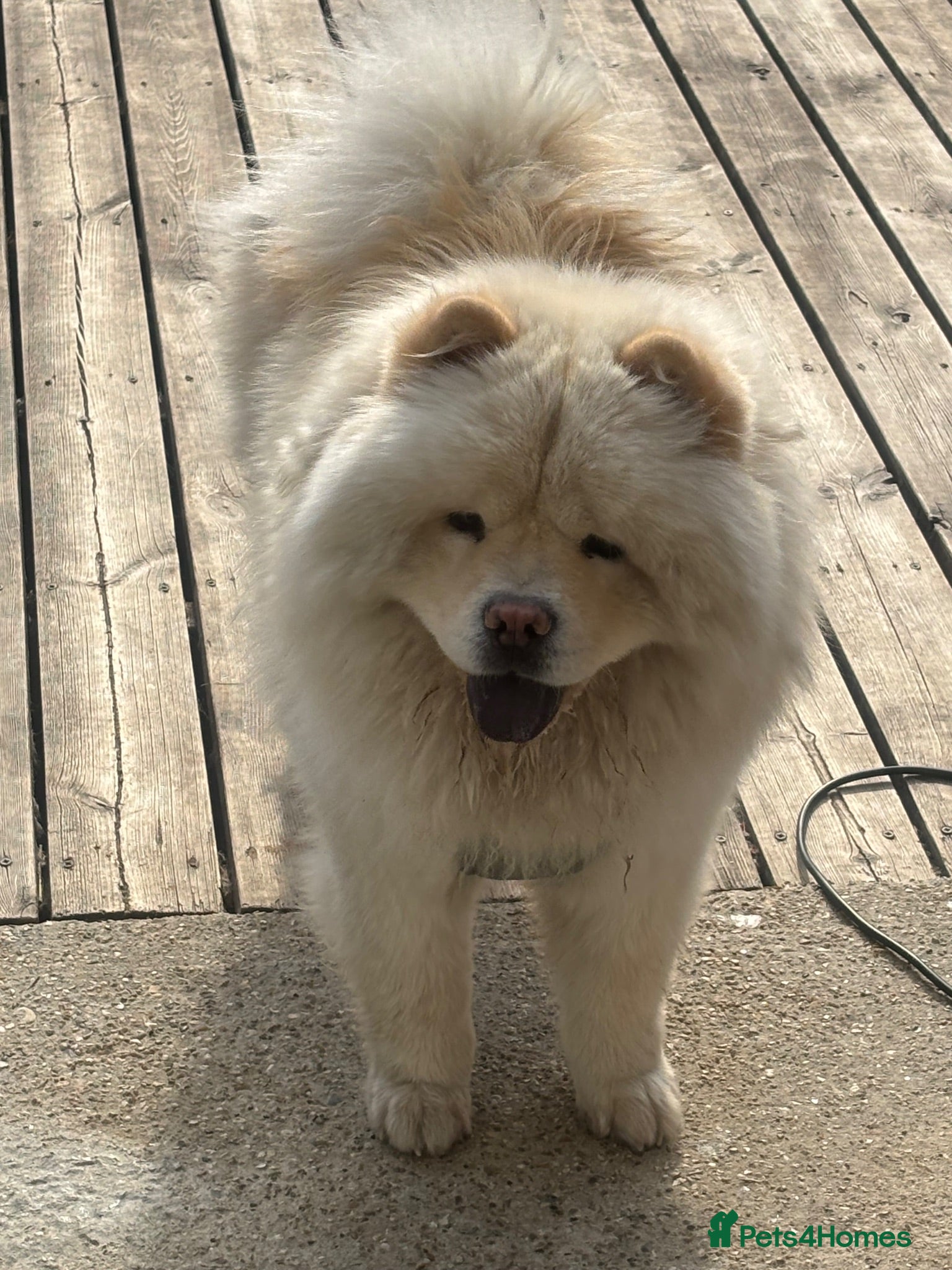 Chow Chow dogs Chow chow male  - Advert 1