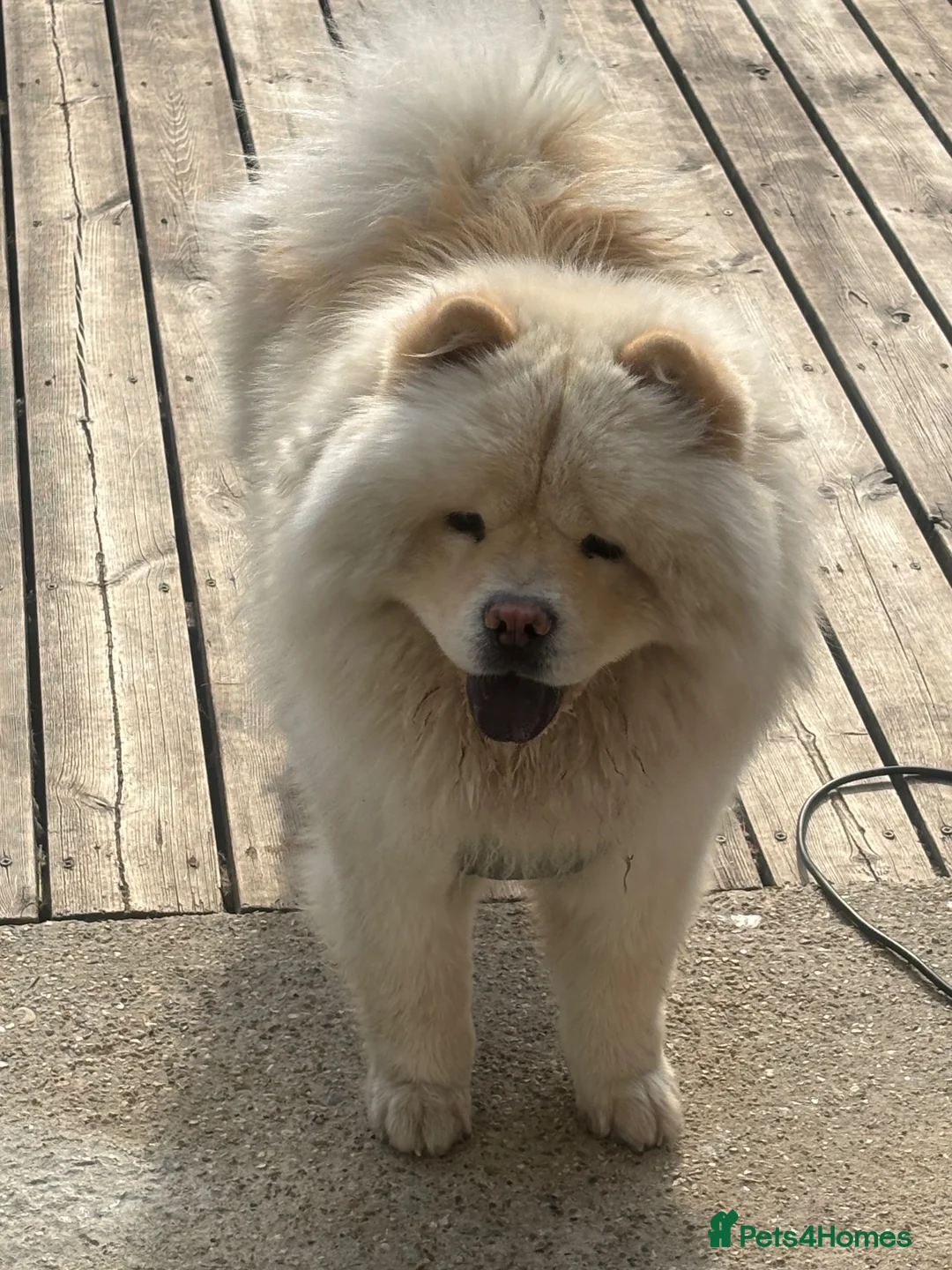 Chow Chow dogs for sale: Chow chow male  - Advert 1