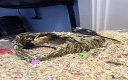 Gerbil rodents for sale: 2 Female Gerbils 10-11 Weeks old - Image 5