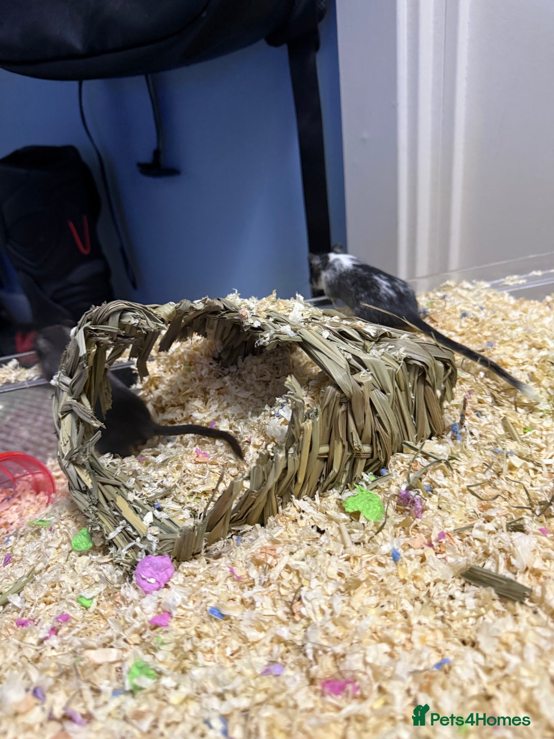 Gerbil rodents for sale: 2 Female Gerbils 10-11 Weeks old - Image 5