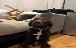 Mixed Breed dogs for sale: Mixed breed lab x Doberman - Image 6