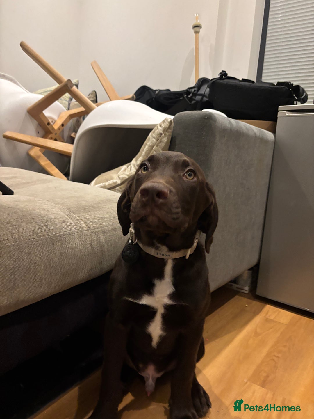 Mixed Breed dogs for sale: Mixed breed lab x Doberman - Image 6