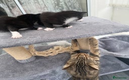 Domestic Shorthair cats for sale: Black and white kittens for sale in Manchester  - Image 11