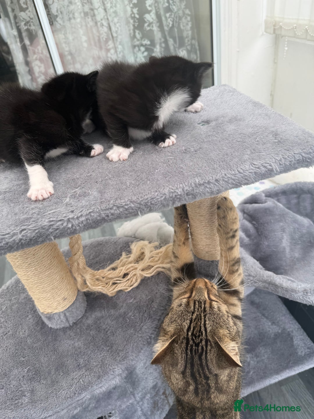 Domestic Shorthair cats for sale: Black and white kittens for sale in Manchester  - Image 11