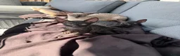 Cornish Rex cats for sale: Beautiful Cornish Rex’s ready for their new homes - Advert 19