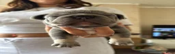 French Bulldog dogs for sale: French bulldog puppies for sale - Advert 3