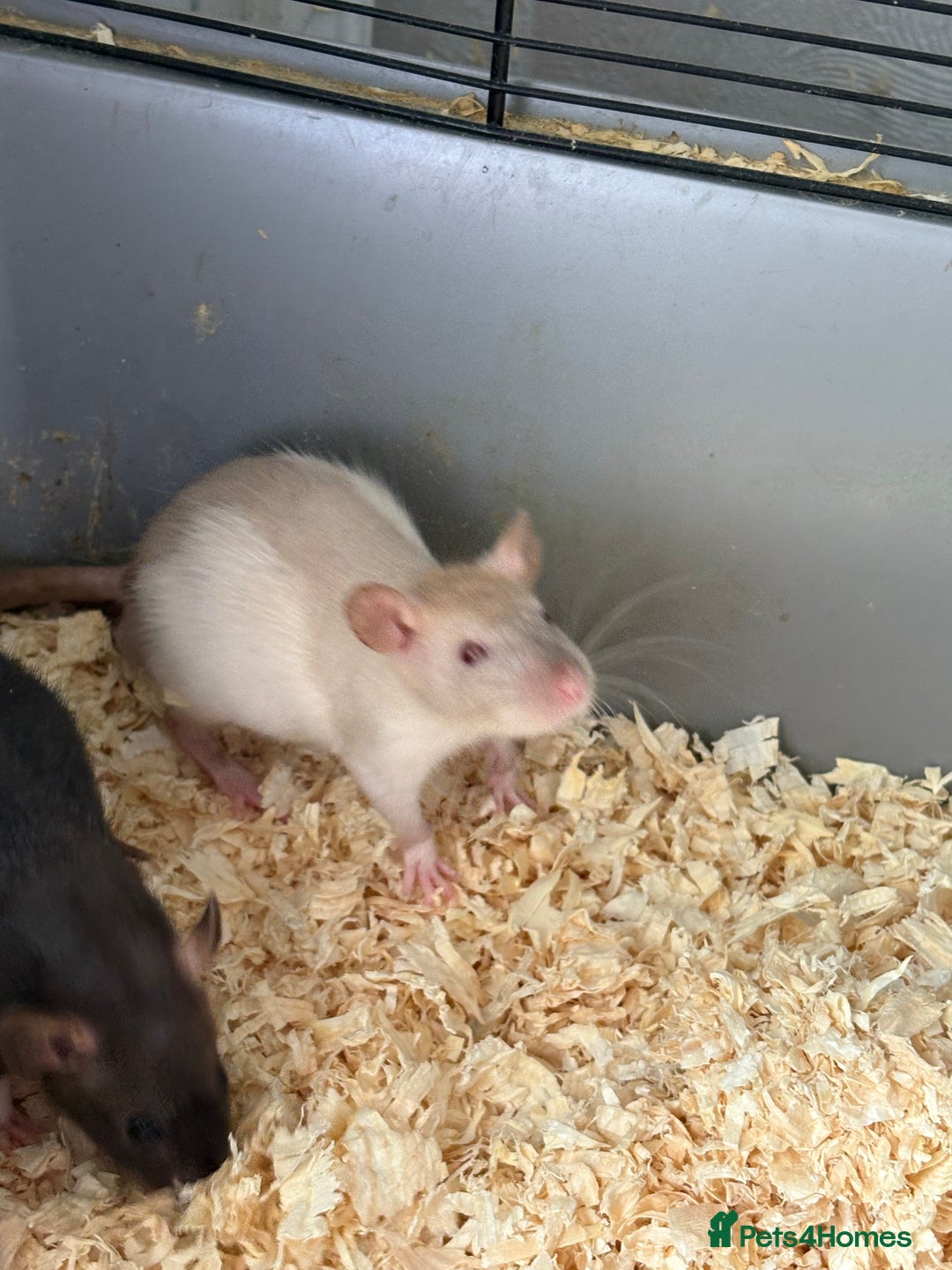 Rat rodents for sale: Rats  - Image 32