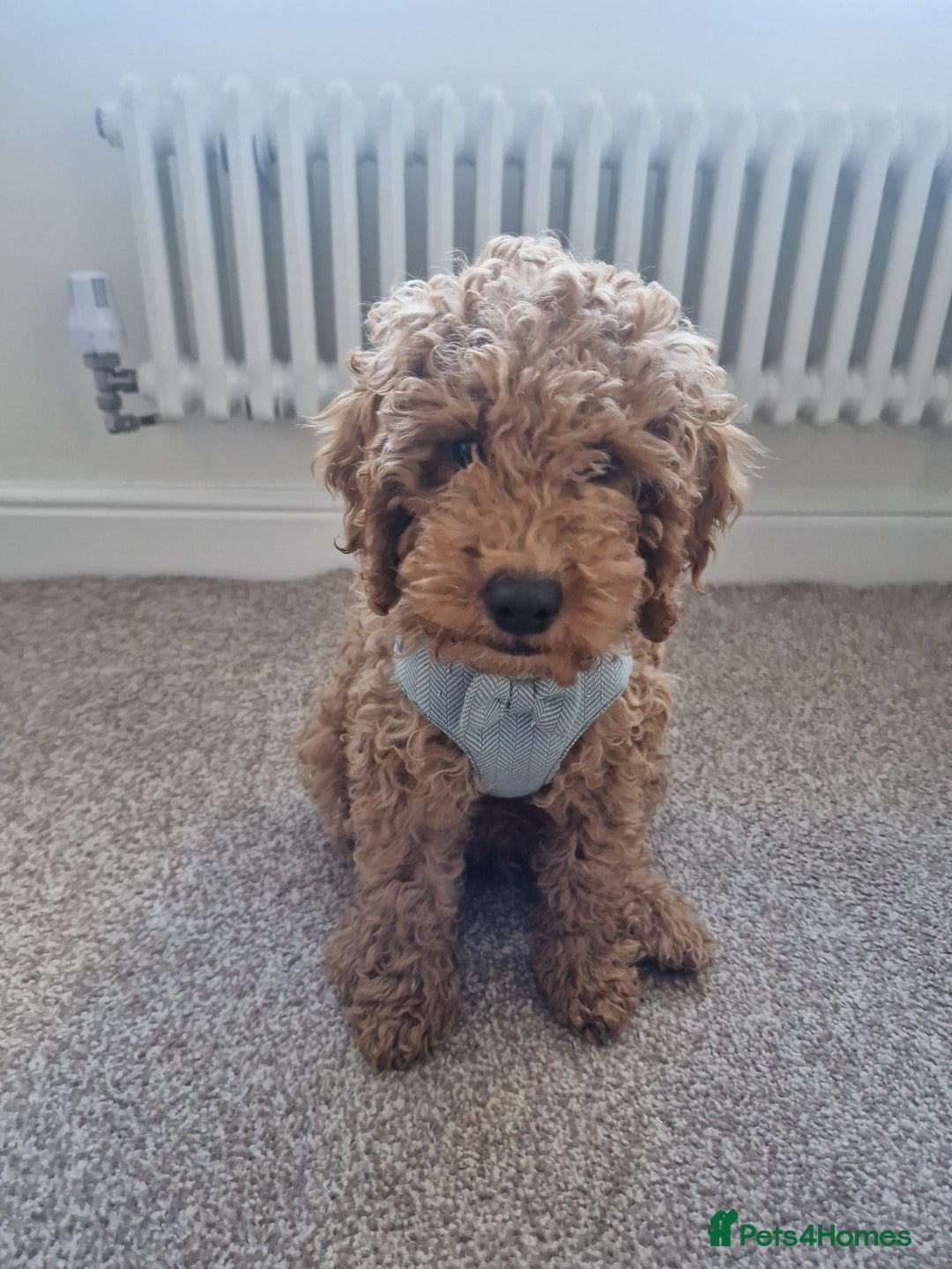 Cockapoo dogs for stud: Cockapoo for Stud - Advert 4