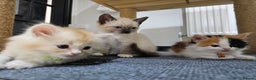 Ragdoll cats for sale: Soo cudly and playfull, two litters! - Advert 21
