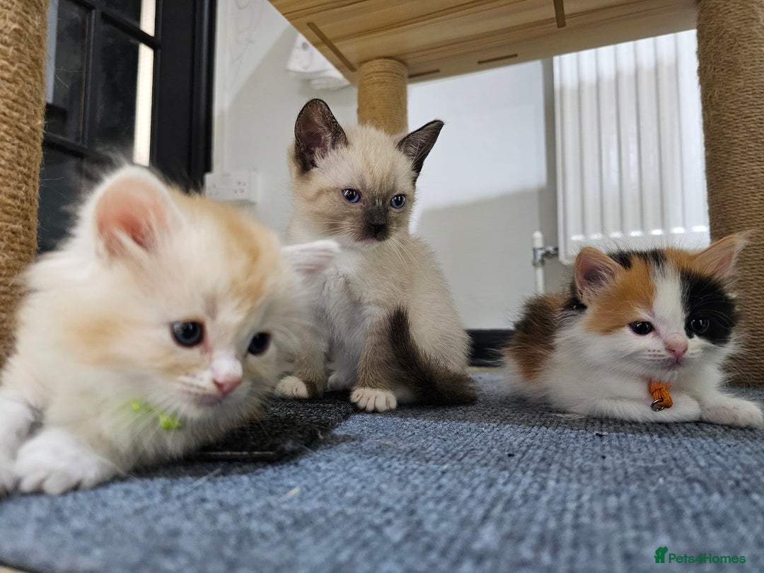 Ragdoll cats for sale: Soo cudly and playfull, two litters! - Advert 21