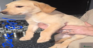 Labrador Retriever dogs - Advert 11