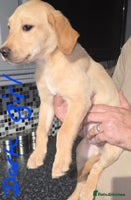 Labrador Retriever dogs - Advert 11