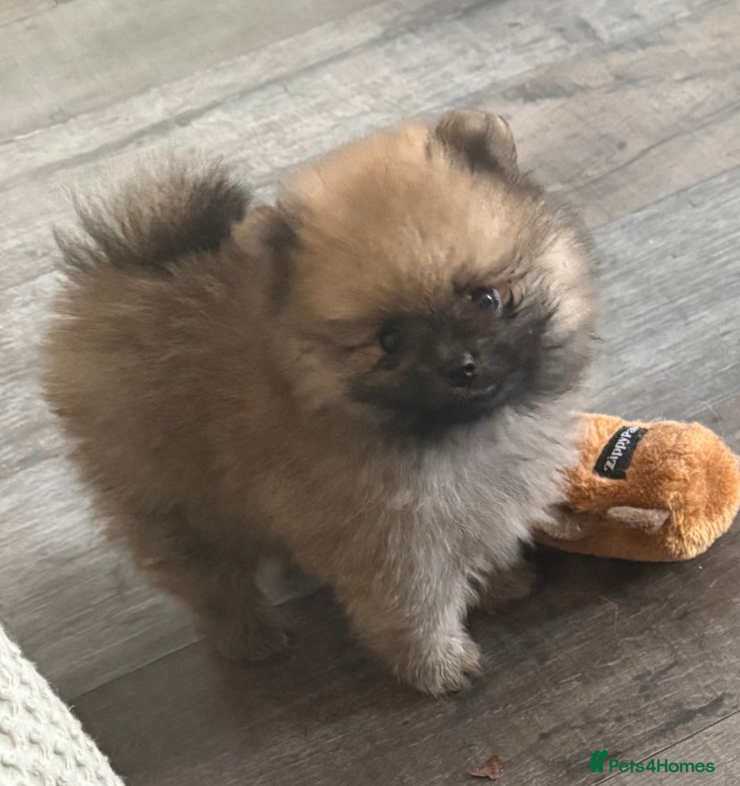 Pomeranian dogs for sale: 2 POMERANIAN BOYS READY TO LEAVE  in Bargoed - Image 4