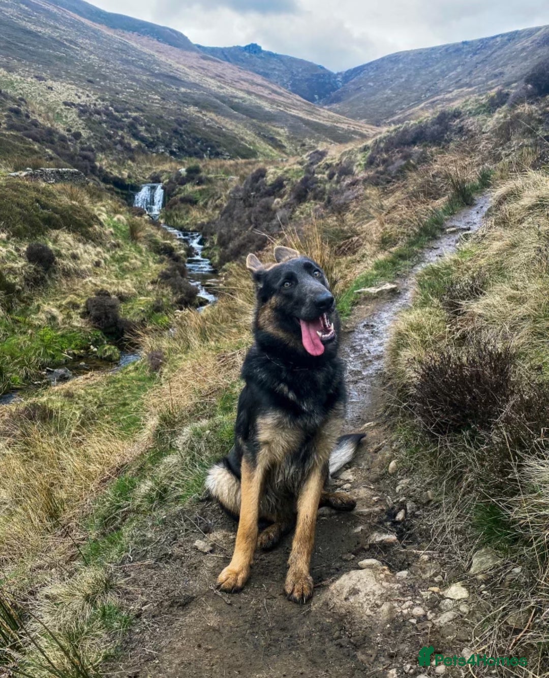 German Shepherd dogs for sale: 💙KC health tested parents 💙 - Advert 2