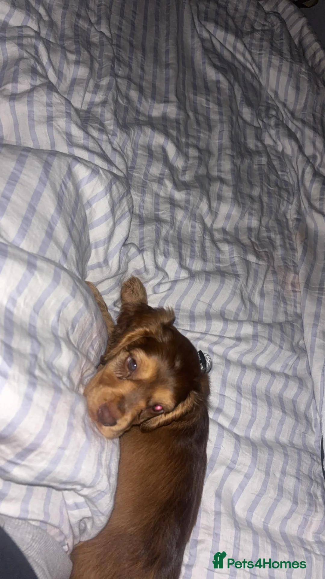 Cocker Spaniel dogs for sale: Male cocker spaniel  - Advert 4