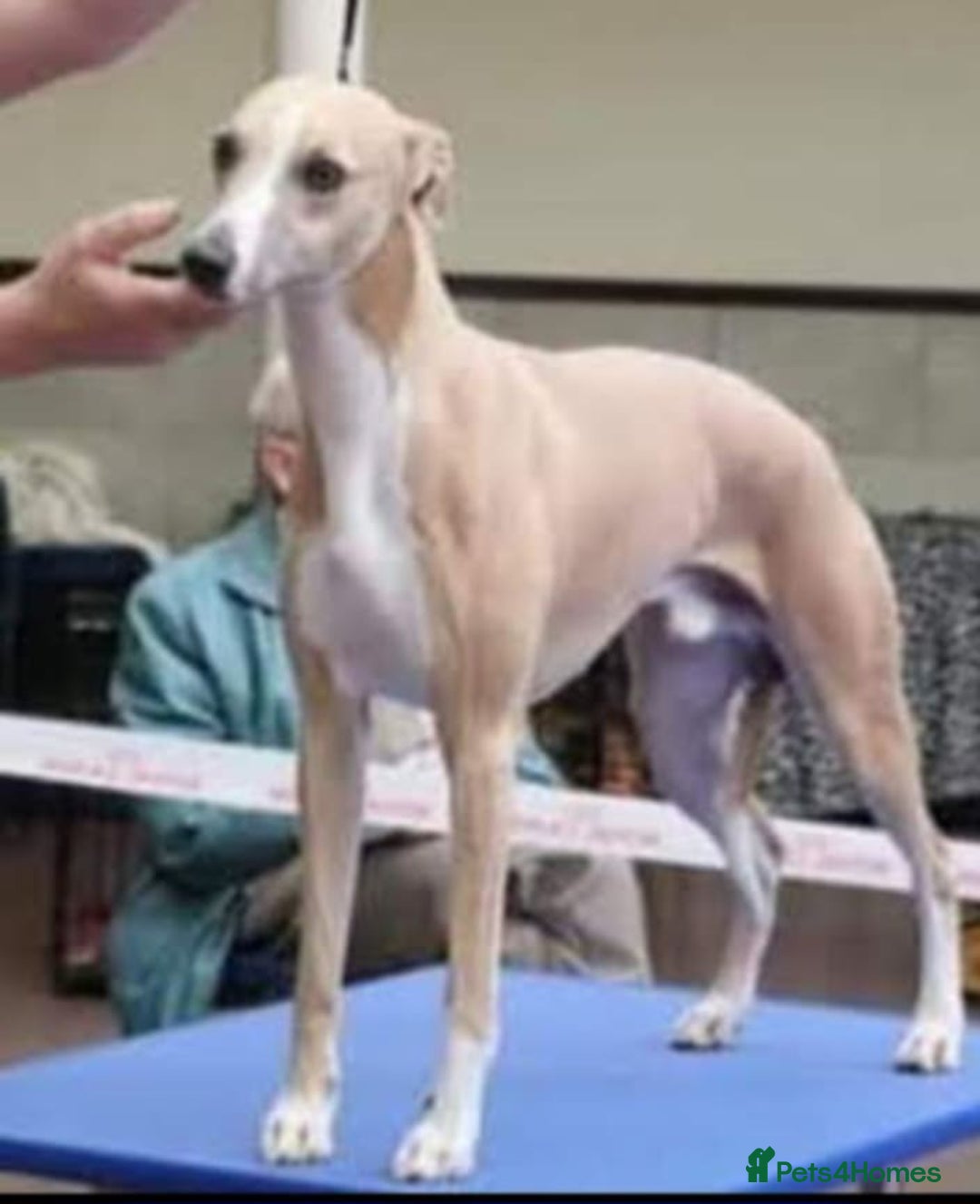 Whippet dogs for sale: Top Quality Whippet Puppies  - Advert 2