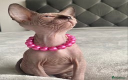 Sphynx cats for sale: Canadian sphinx kittens blue eyes girls  - Image 16