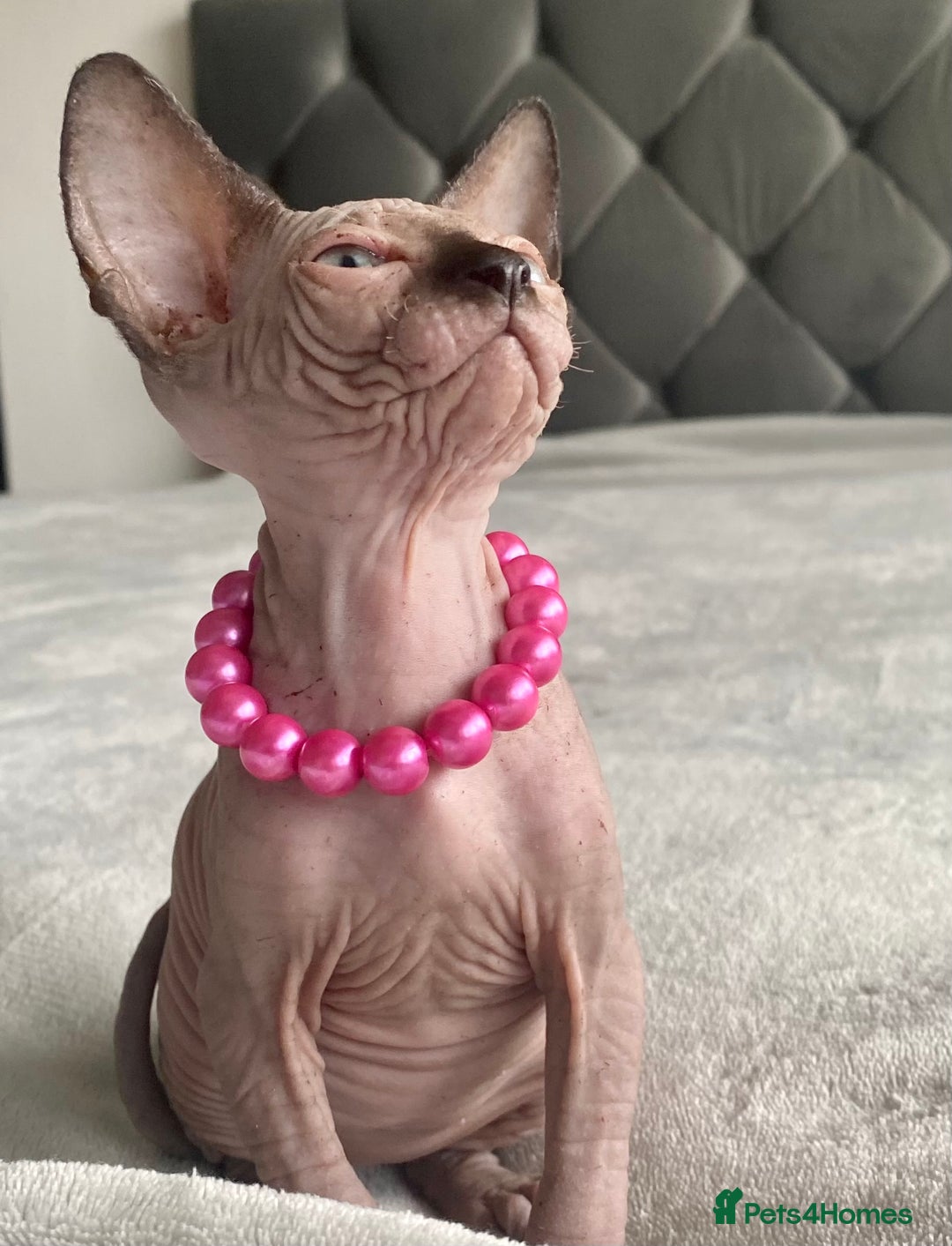 Sphynx cats for sale: Canadian sphinx kittens blue eyes girls  - Image 16