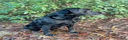 Labrador Retriever dogs for sale: Labrador puppies  in Ashbourne - Advert 9