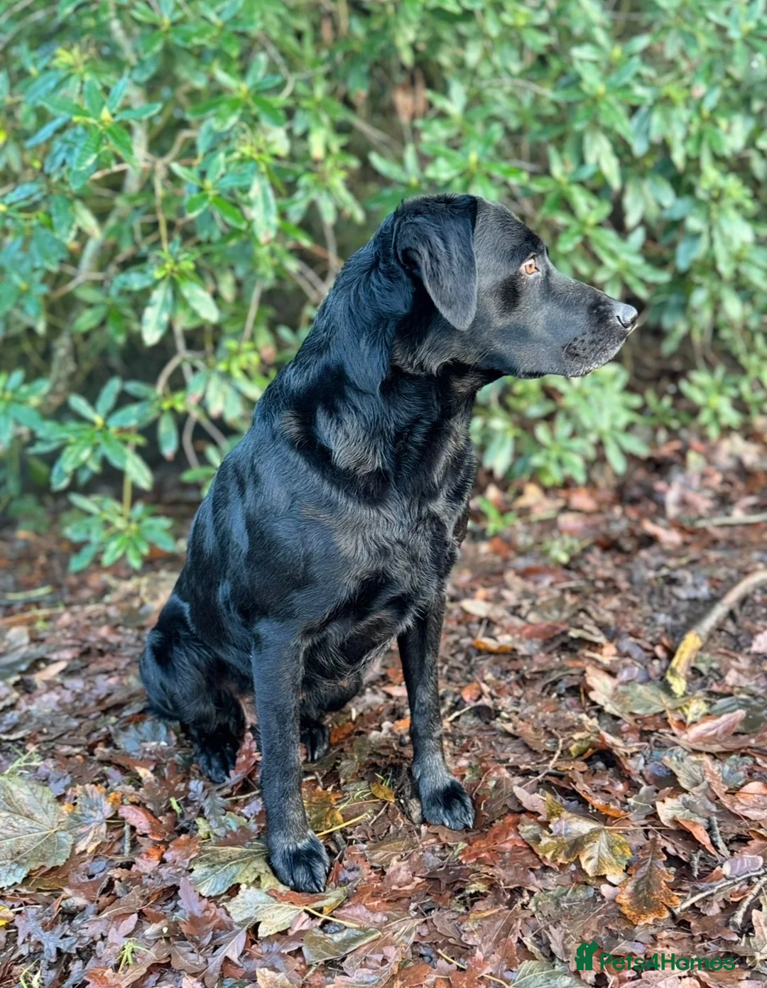 Labrador Retriever dogs for sale: Labrador puppies  in Ashbourne - Advert 9