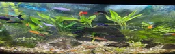 Platies fish for sale: Aquarium  in Southport - Advert 4