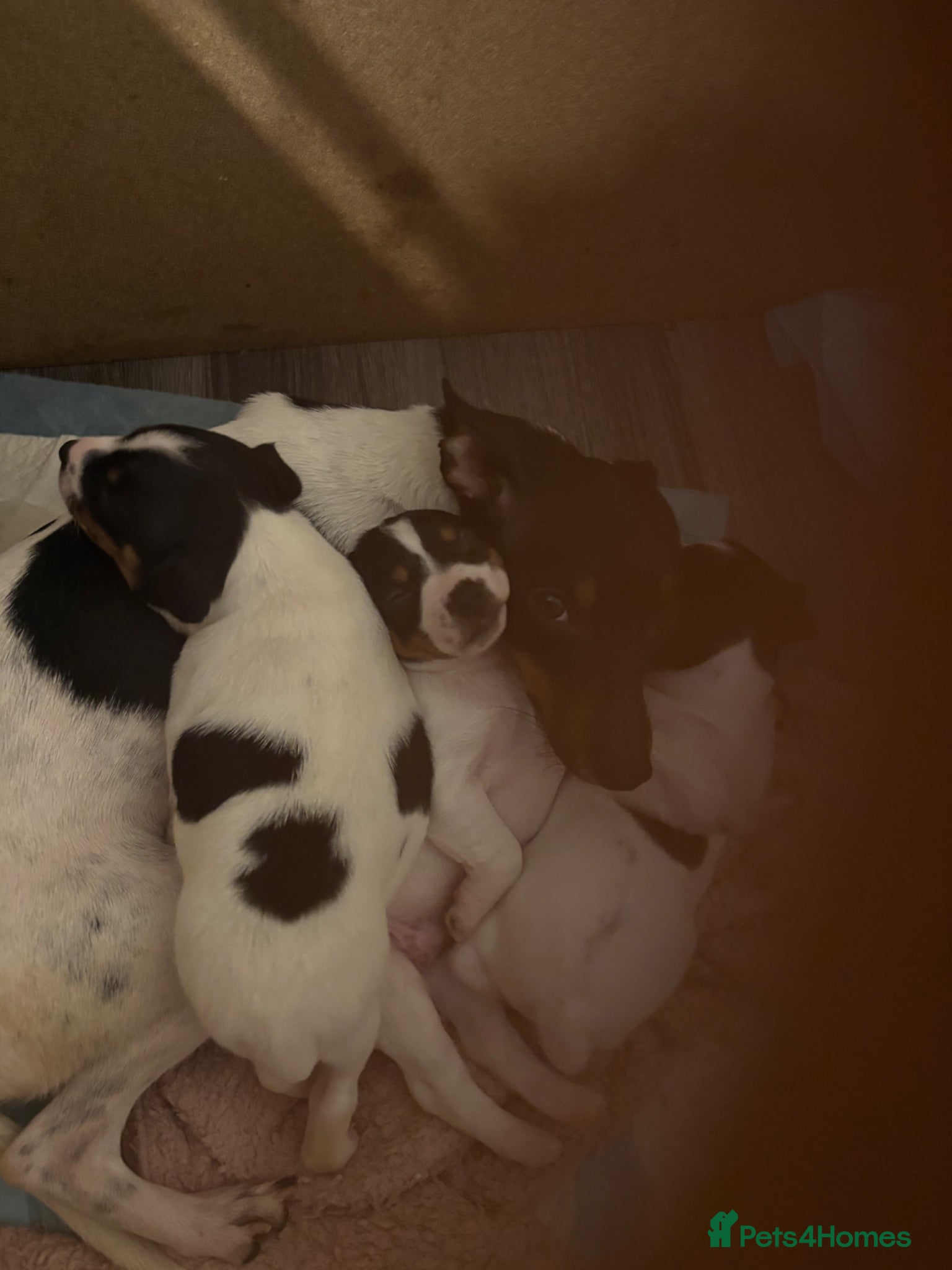 Jack Russell dogs LAST GORGEOUS BOY JACK RUSSELL!  - Advert 1