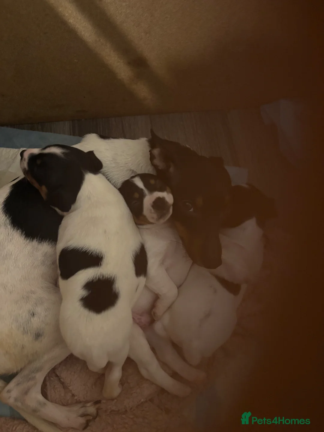 Jack Russell dogs for sale: LAST GORGEOUS BOY JACK RUSSELL!  - Advert 1