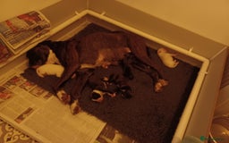 Boxer dogs for sale: Top Quality Boxer Puppies - Image 12