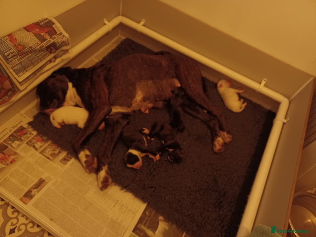 Boxer dogs for sale: Top Quality Boxer Puppies - Image 12