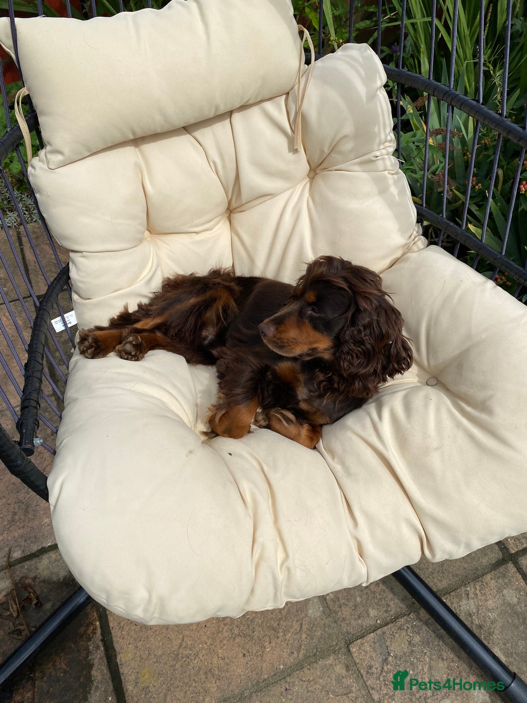 Cocker Spaniel dogs for stud: KC Tri-Coloured Choc&Tan Working Cocker Spaniel - Advert 7