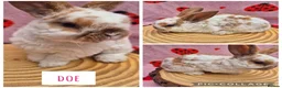 Mini Lop rabbits for sale: 🐇 READY TO RESERVE ❤️ 💙  - Advert 3
