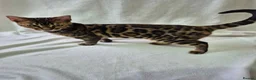 Bengal cats for sale: ONE LEFT! TICA REG glitter cuddly boy, 5 months! in Port Glasgow - Advert 4