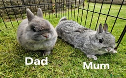 Netherland Dwarf rabbits for sale: Genuine Netherland Dwarf Kits  - Image 5