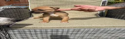 Lurcher dogs for sale: Fabulous lurcher pups  - Advert 25
