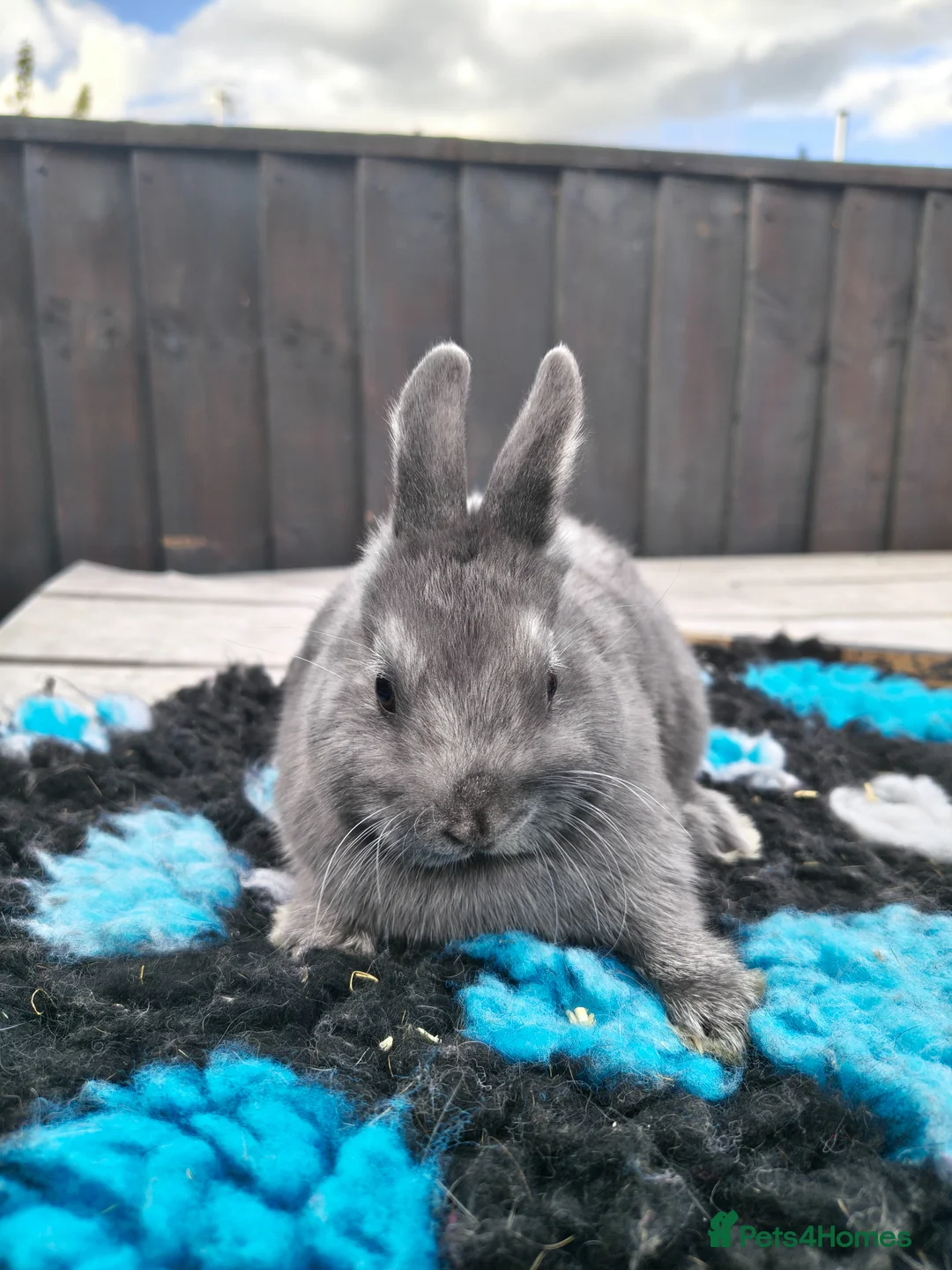 Netherland Dwarf rabbits for sale: 2 beautiful Netherland dwarf babies  - Advert 5
