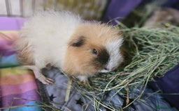Guinea Pig rodents for sale: Beautiful Swiss Boar - Image 6