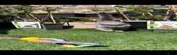 British Shorthair cats for sale: Beautiful British shorthair kitties  - Advert 19