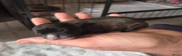 Jackapoo dogs for sale: Gorgeous jackapoo puppies 🐶  - Advert 6