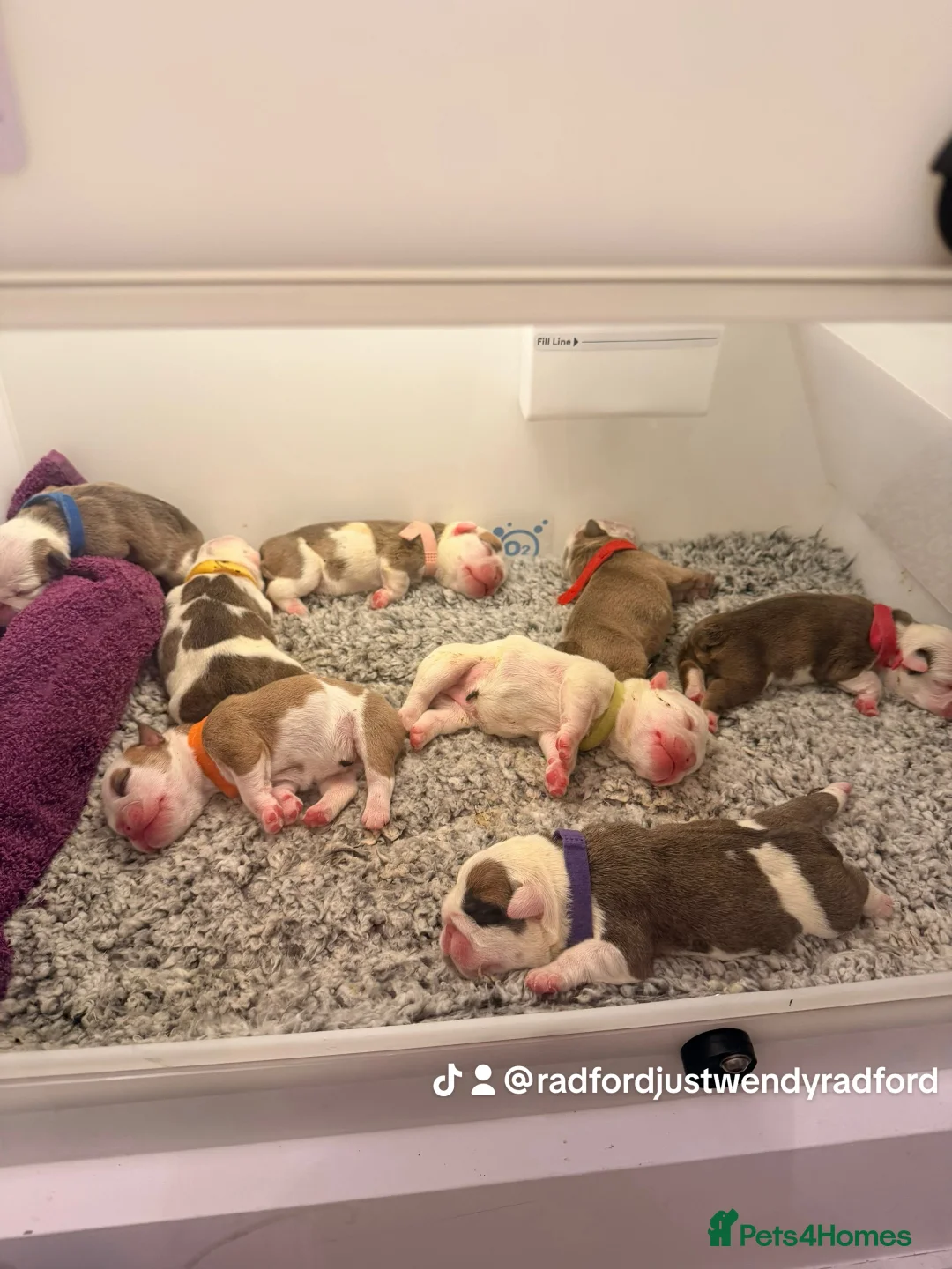 English Bulldog dogs for sale: English bulldogs male / female  - Advert 2