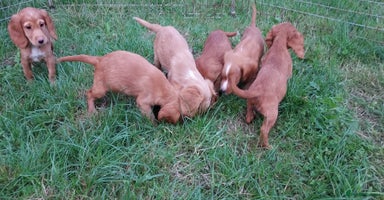 Cocker Spaniel dogs - Advert 1
