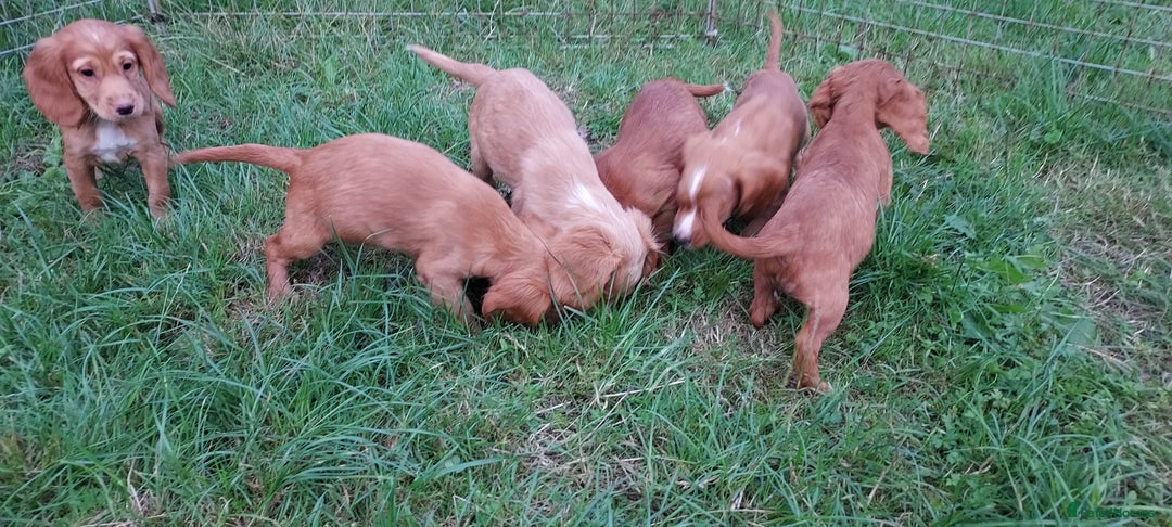 Cocker Spaniel dogs for sale: Kc reg quality cocker spaniel puppies - Image 3